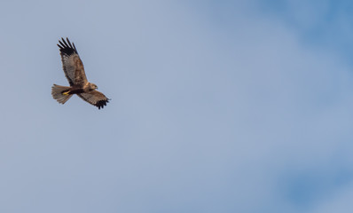 Western Marsh Harrier in Wetlands in Latvia in Spring