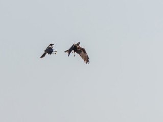 Two Western Marsh Harriers in Wetlands in Latvia in Spring