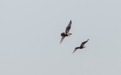 Two Western Marsh Harriers in Wetlands in Latvia in Spring