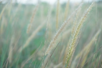 Fototapeta premium Selective soft focus of beach dry grass, reeds, stalks blowing in the wind at golden sunset light, horizontal, blurred sea on background, copy space/ Nature, summer, grass concept