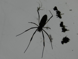 Spider