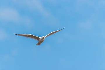 Seagull Flying in a Partly Cloudy Blue Sky