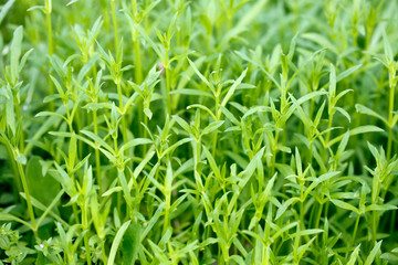 Fresh green grass. Bright spring background of natural greenery. Carved leaves of fresh shoots. Backdrop with copy space