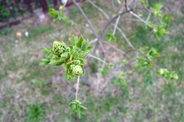 Young lilac close up.