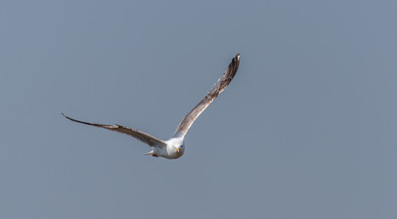 Seagull Flying Over Grasslands in a Partly Cloudy Blue Sky