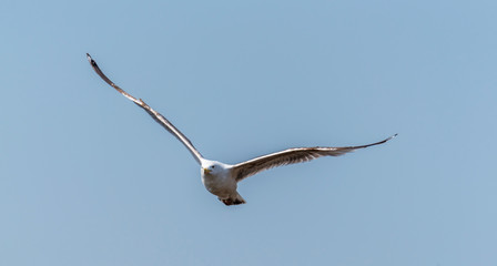 Seagull Flying Over Grasslands in a Partly Cloudy Blue Sky