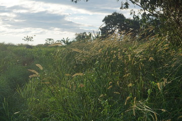 Selective soft focus of beach dry grass, reeds, stalks blowing in the wind at golden sunset light, horizontal, blurred sea on background, copy space/ Nature, summer, grass concept