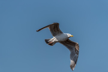 Seagull Flying Over Grasslands in a Partly Cloudy Blue Sky