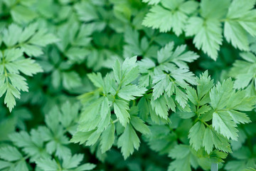 Fresh green grass. Bright spring background of natural greenery. Carved leaves of fresh shoots. Backdrop with copy space