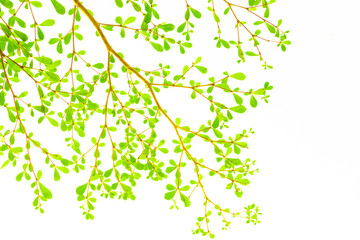 fresh light leave isolated on white background for spring summer concept