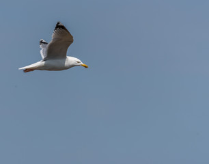 Seagull Flying Over Grasslands in a Partly Cloudy Blue Sky