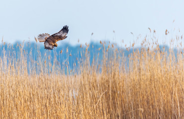 Western Marsh Harrier in Wetlands in Latvia in Spring