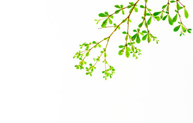 fresh light leave isolated on white background for spring summer concept