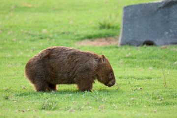 Wombat beim Grasen