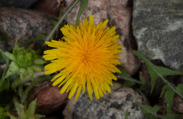 dandelion on rocks
