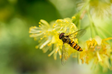 Abeille et tilleul