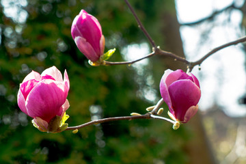 Wiosenne przebudzenie krzewu magnolii. - obrazy, fototapety, plakaty