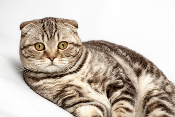 A beautiful, cute pedigreed cat (Scottish Fold) looks surprised, on a white background.