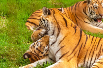 View on the amur tigers playing or fighting