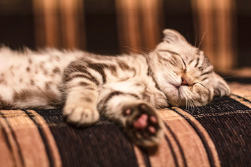 A small, beautiful, cute pedigreed kitten (Scottish Fold) sleeps soundly on the couch, after active games.