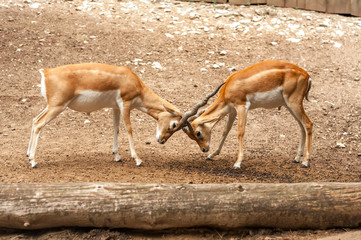 View on two male blackbuck antilope fighting