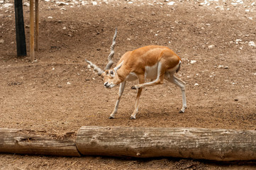 View on a blackbuck antilope while scratching itself