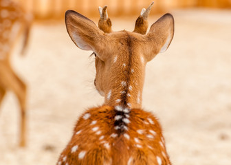 Back view of a chital deer