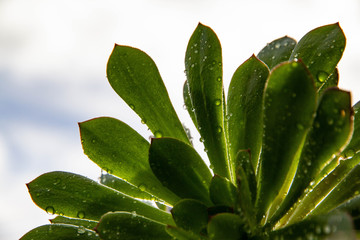 Succulent flower with morning dew