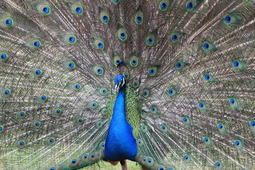Obraz premium peacock with feathers