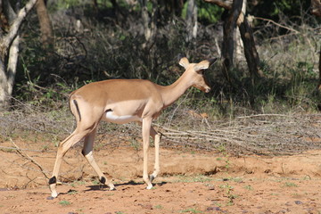 Pictures from Marakale National Park