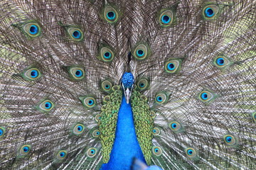 Fototapeta premium peacock with feathers