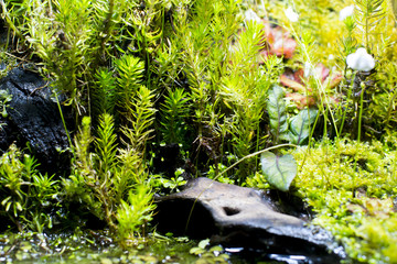Tropical green garden. Wildlife.