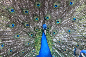 Obraz premium peacock with feathers