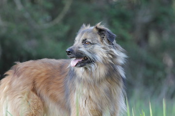 chien &agrave; l'affut