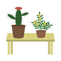 Home plants in pots are on the table. Blooming cactus in a pot.