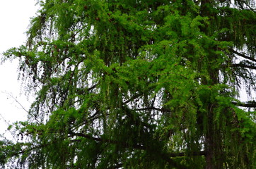 Branch with leaves and small flowers of sea buckthorn