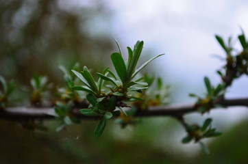 Branch with leaves and small flowers of sea buckthorn