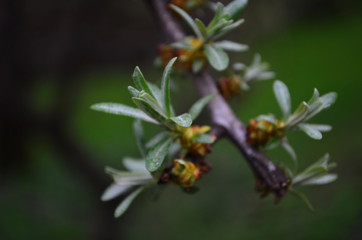 Branch with leaves and small flowers of sea buckthorn