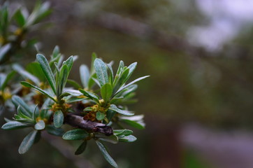 Branch with leaves and small flowers of sea buckthorn