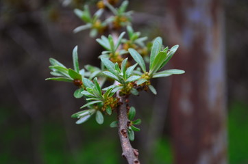 Branch with leaves and small flowers of sea buckthorn