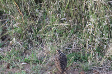 Pictures taken in Pilanesberg