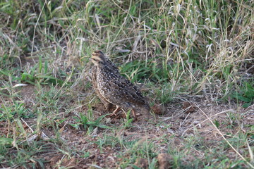 Pictures taken in Pilanesberg