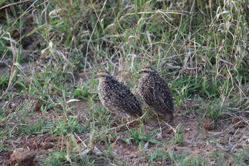 Pictures taken in Pilanesberg
