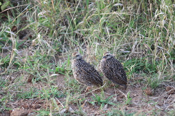 Pictures taken in Pilanesberg