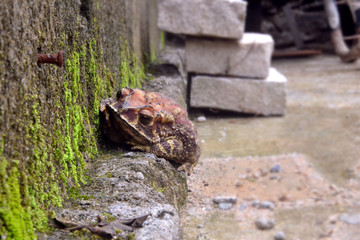 Fototapeta na wymiar Big toad