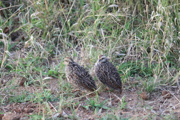 Pictures taken in Pilanesberg