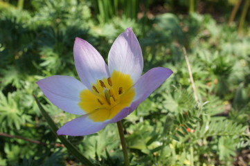 Kleine Tulpen,Mini Tulpen,Zwergtulpen,rosa,flower,pink,garden