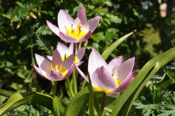 Kleine Tulpen,Mini Tulpen,Zwergtulpen,rosa,flower,pink,garden