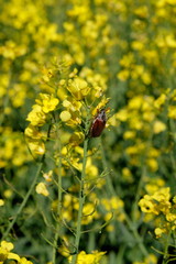 Maikäfer auf Rapsblüte