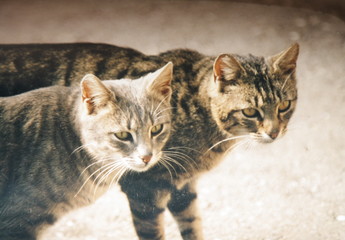 Zwei getigerte Katzen, tigeres Cats, halten Ausschau, gesehen ungefähr 1997 im Zollernalbkreis